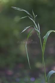 Attēlu rezultāti vaicājumam “Festuca gigantea”