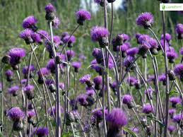 Attēlu rezultāti vaicājumam “Cirsium heterophyllum flower”