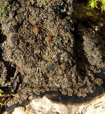 Attēlu rezultāti vaicājumam “Parmeliella triptophylla”