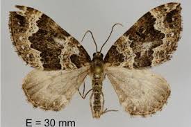 Attēlu rezultāti vaicājumam “Lampropteryx suffumata”