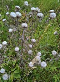 Attēlu rezultāti vaicājumam “Carlina vulgaris flower”