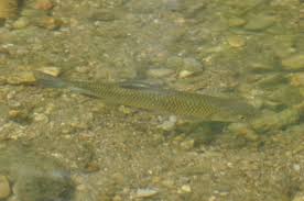 Image result for Squalius vardarensis