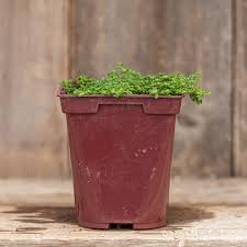 Attēlu rezultāti vaicājumam “Herniaria glabra leaf”