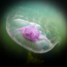 Attēlu rezultāti vaicājumam “Aurelia aurita”