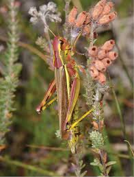 Attēlu rezultāti vaicājumam “Stethophyma grossum”