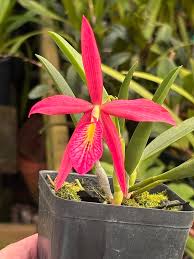 Attēlu rezultāti vaicājumam “Aesculus x neglecta flower”