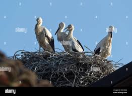 Attēlu rezultāti vaicājumam “Ciconia ciconia juvenile”