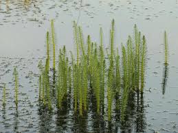 Attēlu rezultāti vaicājumam “Hippuris vulgaris leaf”