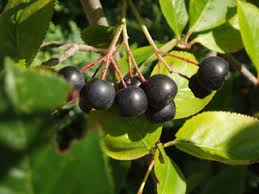 Attēlu rezultāti vaicājumam “Aronia melanocarpa”