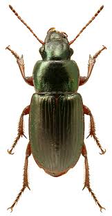 Attēlu rezultāti vaicājumam “Harpalus sp.”