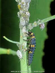 Attēlu rezultāti vaicājumam “Coccinella septempunctata larva”