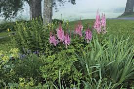 Image result for Astilbe