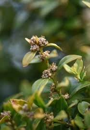 Attēlu rezultāti vaicājumam “Buxus sempervirens flower”