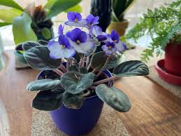 Image result for violet