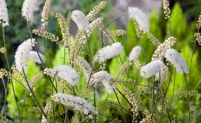 Image result for Silberkerze