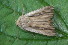Attēlu rezultāti vaicājumam “Leucania comma”
