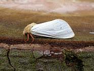 Attēlu rezultāti vaicājumam “Hepialus humuli male”