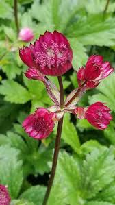Attēlu rezultāti vaicājumam “Astrantia major leaf”