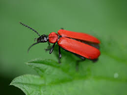 Attēlu rezultāti vaicājumam “Pyrochroidae imago”