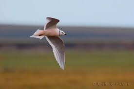 Image result for Rhodostethia rosea