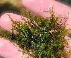 Attēlu rezultāti vaicājumam “Hygroamblystegium varium”