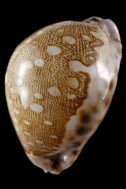 Attēlu rezultāti vaicājumam “Leporida”