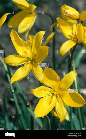 Attēlu rezultāti vaicājumam “Tulipa sylvestris”