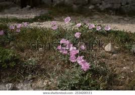 Attēlu rezultāti vaicājumam “Cirsium acaule leaf”