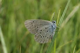 Attēlu rezultāti vaicājumam “Maculinea alcon”