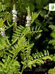 Attēlu rezultāti vaicājumam “Galega orientalis fruit”