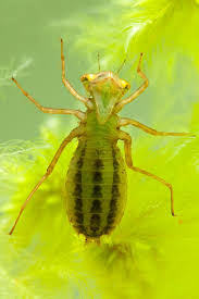 Attēlu rezultāti vaicājumam “Leucorrhinia dubia male”