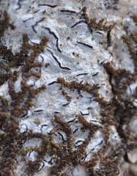 Attēlu rezultāti vaicājumam “Graphis scripta”