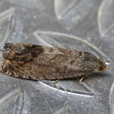 Attēlu rezultāti vaicājumam “Cydia splendana”