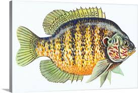 Image result for Lepomis gibbosus