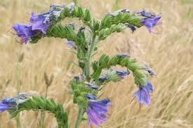 Attēlu rezultāti vaicājumam “Echium vulgare”