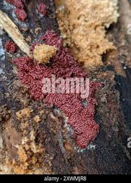 Attēlu rezultāti vaicājumam “Arcyria stipata spores”