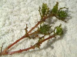 Attēlu rezultāti vaicājumam “Najas marina leaf”