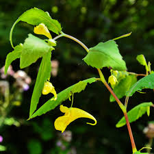 Attēlu rezultāti vaicājumam “Impatiens noli-tangere flower”