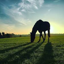 Image result for Lower Farm Stables