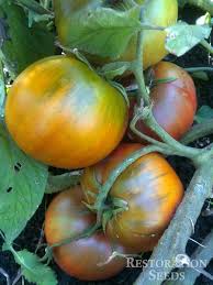 Afbeeldingsresultaat voor black sea man tomato