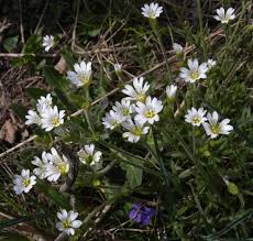 Attēlu rezultāti vaicājumam “Cerastium arvense flower”