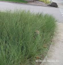 Attēlu rezultāti vaicājumam “Juncus inflexus”