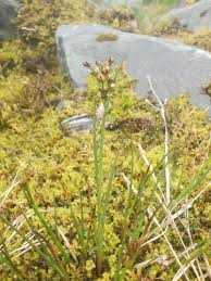 Attēlu rezultāti vaicājumam “Juncus alpinoarticulatus leaf”