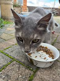 Image result for Longlevens Badminton Club