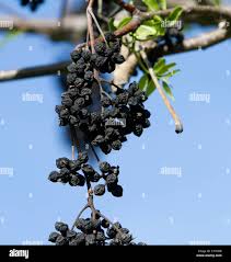 Attēlu rezultāti vaicājumam “Phellodendron amurense fruit”