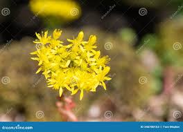 Attēlu rezultāti vaicājumam “Sedum acre flower”