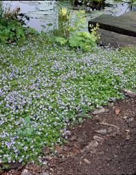 Attēlu rezultāti vaicājumam “Veronica filiformis flower”