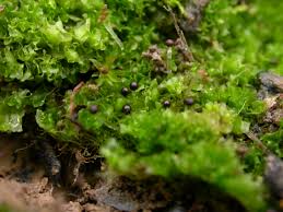 Attēlu rezultāti vaicājumam “Fossombronia wondraczekii”