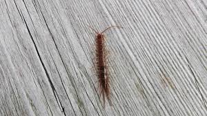 Attēlu rezultāti vaicājumam “Lithobius forficatus”