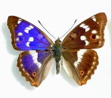 Attēlu rezultāti vaicājumam “Apatura ilia male”